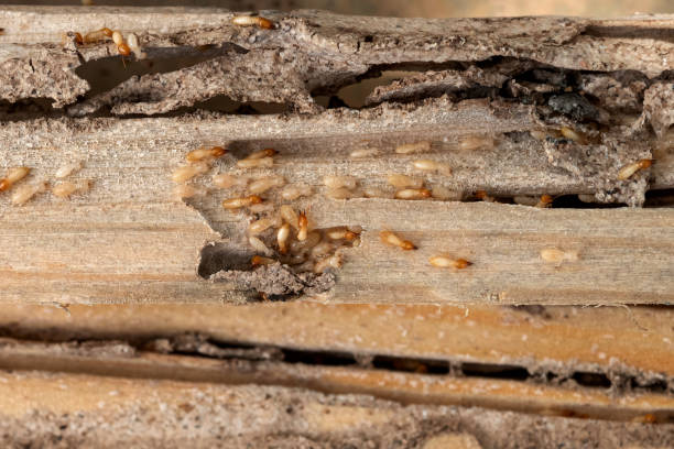 Best Emergency Pest Control  in Park Ridge, NJ